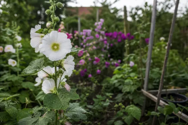 Nalba de grădină (Alcea rosea) – ghid complet de cultivare și îngrijire