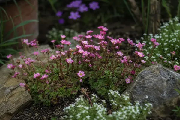 Saxifraga (Saxifraga arendsii) – ghid complet de cultivare și îngrijire