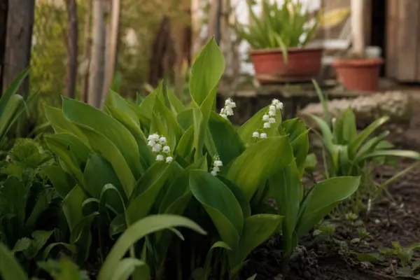 Lăcrămioare (Convallaria majalis) – condiții de creștere, plantare și îngrijire