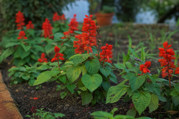Salvia splendens – plantare și îngrijire pas cu pas