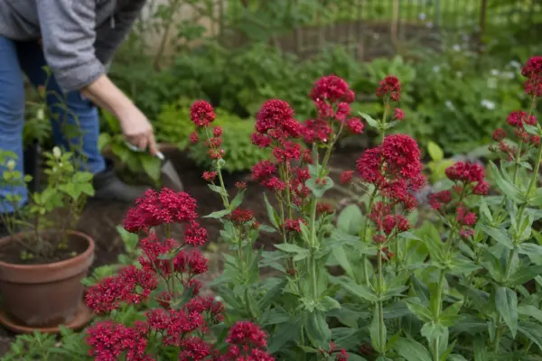 Opaiță (Lychnis chalcedonica) – plantare, îngrijire și greșeli de evitat