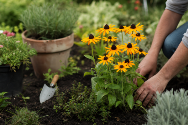Rudbeckia hirta: cum se plantează și cum se îngrijește corect