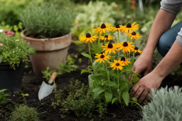 Rudbeckia hirta: cum se plantează și cum se îngrijește corect