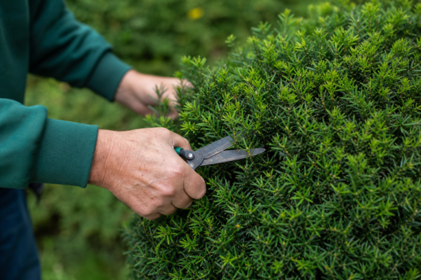 Tisa (Taxus baccata): plantare, tundere și întreținere