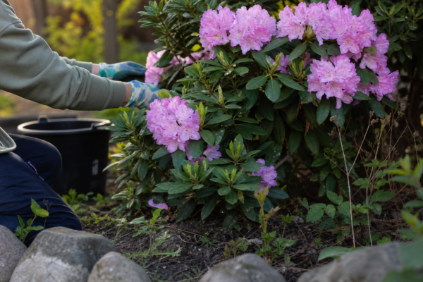 Rododendron (Rhododendron hybridum) – sfaturi pentru plantare, creștere și întreținere