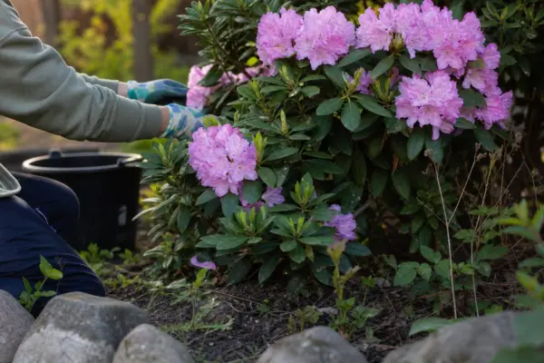 Rododendron (Rhododendron hybridum) – sfaturi pentru plantare, creștere și întreținere