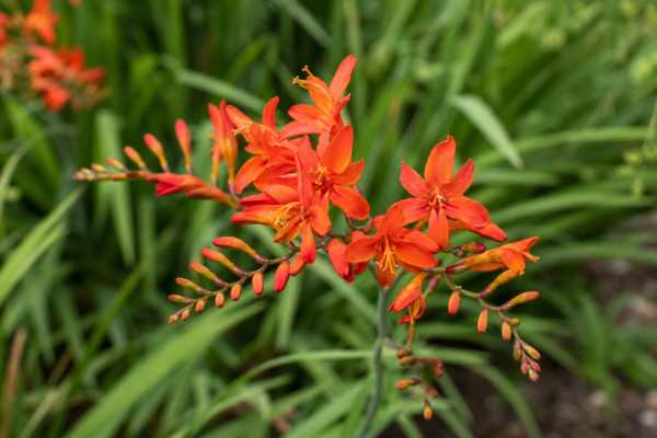 Montbretia (Crocosmia crocosmiiflora): plantare și îngrijire