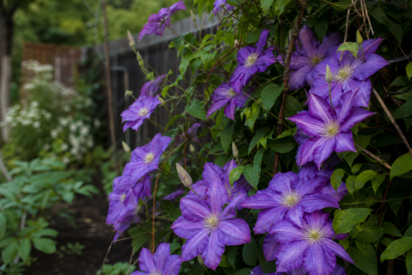 Clematis – tot ce trebuie să știi despre plantare și îngrijire