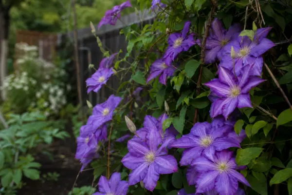 Clematis – tot ce trebuie să știi despre plantare și îngrijire
