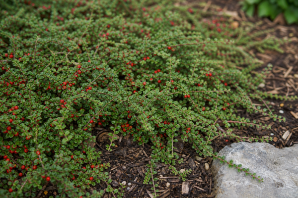 Cotoneaster (Cotoneaster horizontalis): plantare și îngrijire