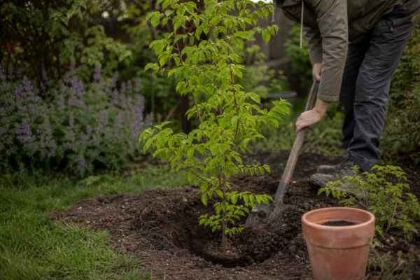 Carpen (Carpinus betulus) – sfaturi de plantare și îngrijire