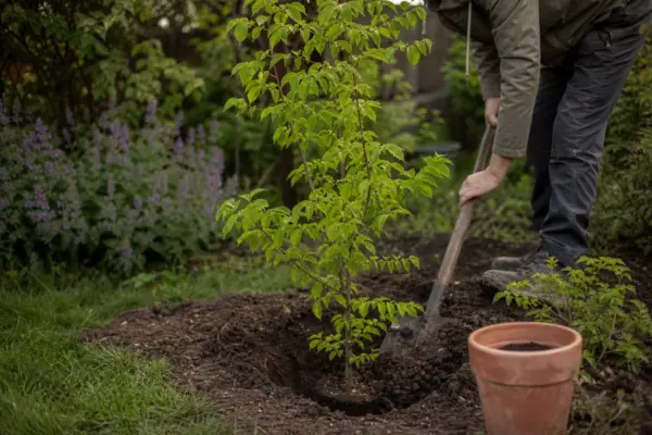 Carpen (Carpinus betulus) – sfaturi de plantare și îngrijire