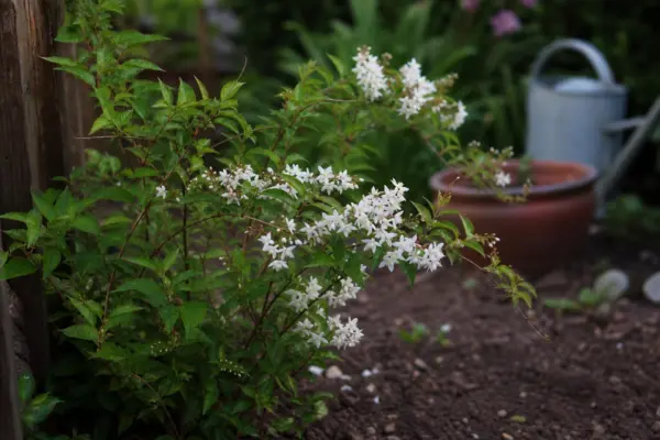 Deutzia gracilis – de la plantare la întreținerea de zi cu zi