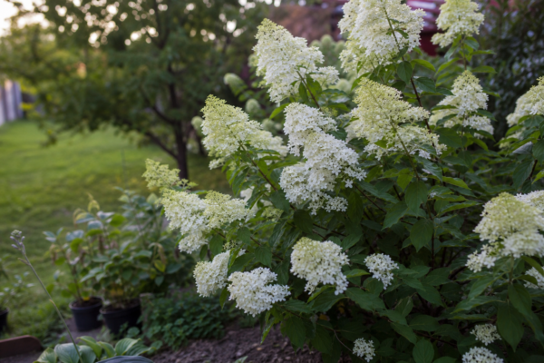 Hortensie paniculata (Hydrangea paniculata) – sfaturi de plantare și îngrijire