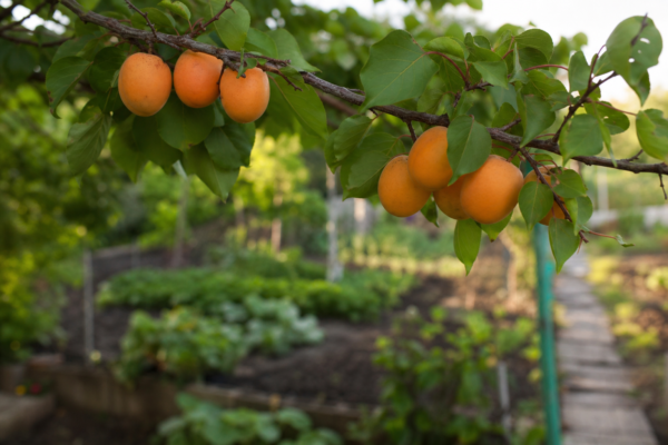 Cais (Prunus armeniaca) – ghid practic de plantare și îngrijire