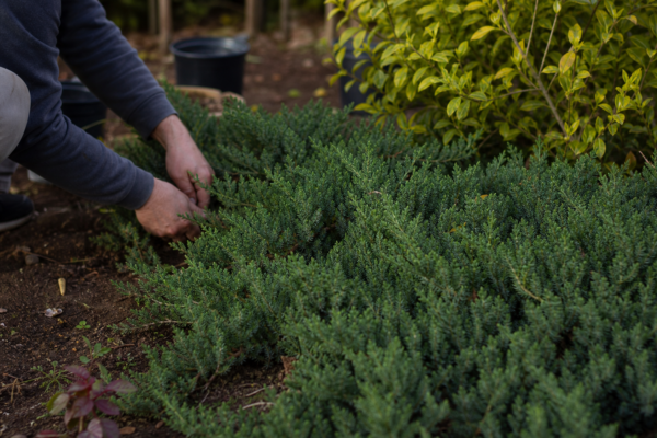 Ienupăr târâtor (Juniperus horizontalis) – ghid practic de plantare și îngrijire
