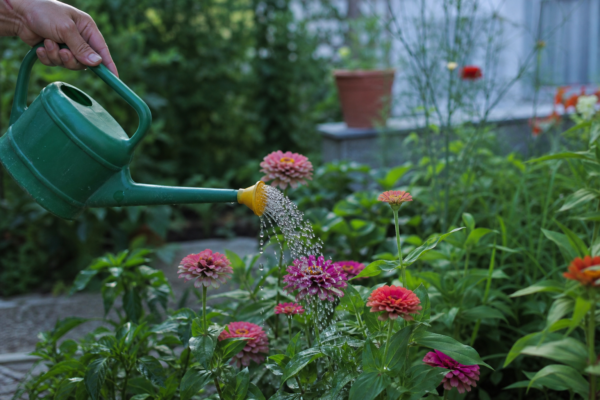 Zinnia elegans – plantare, udare și întreținere