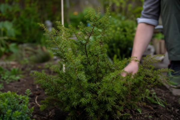 Ienupăr (Juniperus communis) – tot ce trebuie să știi despre plantare și îngrijire