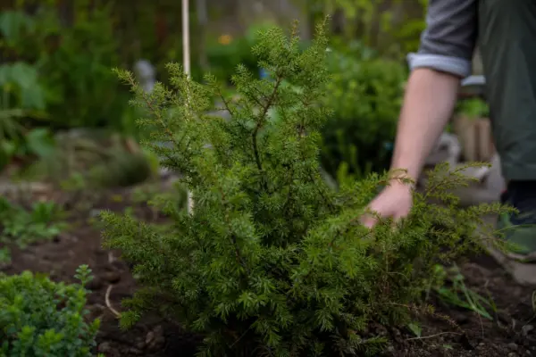 Ienupăr (Juniperus communis) – tot ce trebuie să știi despre plantare și îngrijire
