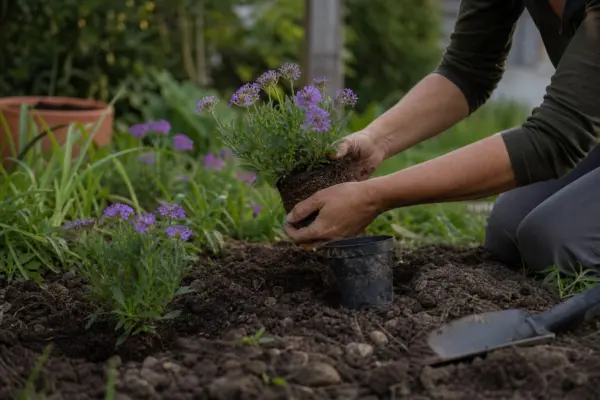 Verbină (Verbena hybrida) – ghid practic de plantare și îngrijire