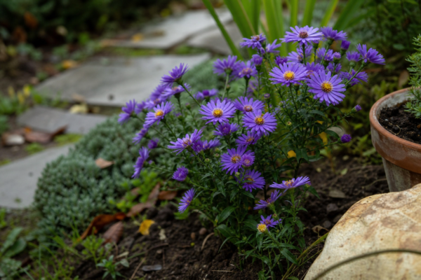 Steluța (Aster amellus) – sfaturi pentru plantare, creștere și întreținere