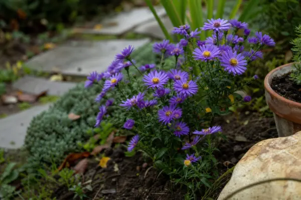 Steluța (Aster amellus) – sfaturi pentru plantare, creștere și întreținere