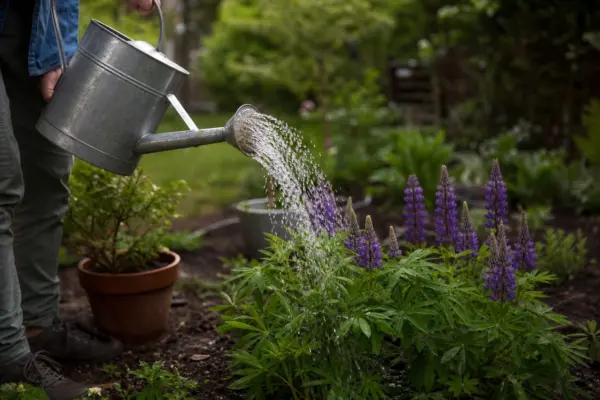 Lupin (Lupinus polyphyllus) – plantare, udare și întreținere