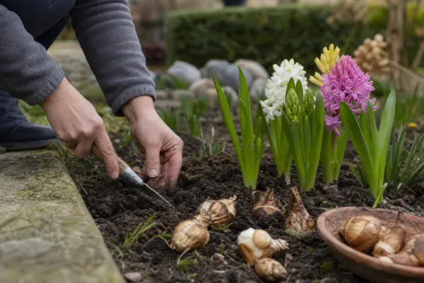 Zambilă (Hyacinthus orientalis) – plantare și îngrijire pas cu pas