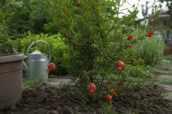 Rodie ornamentală (Punica granatum) – plantare, udare și întreținere