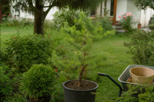 Zadă (Larix decidua) – tot ce trebuie să știi despre plantare și îngrijire