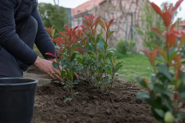 Photinia (Photinia fraseri) – plantare și îngrijire pas cu pas