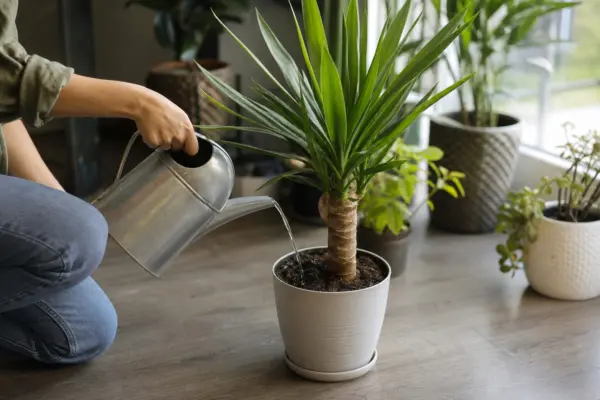Yucca de apartament (Yucca elephantipes): cum se plantează și cum se îngrijește corect