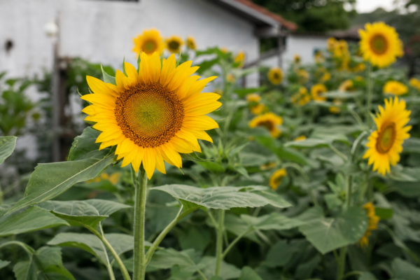 Floarea-soarelui (Helianthus annuus) – ghid practic de plantare și îngrijire