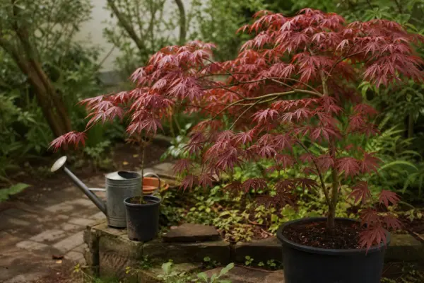 Arțar japonez (Acer palmatum) – ghid complet de cultivare și îngrijire