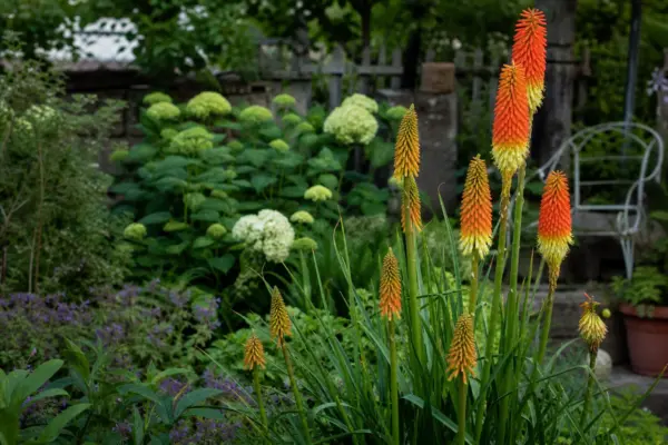 Kniphofia uvaria – sfaturi pentru plantare, creștere și întreținere