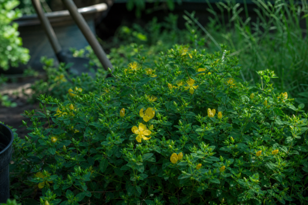 Sunătoare arbustivă (Hypericum calycinum) – plantare, îngrijire și greșeli de evitat