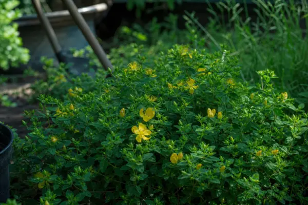 Sunătoare arbustivă (Hypericum calycinum) – plantare, îngrijire și greșeli de evitat