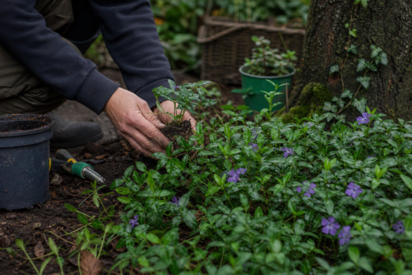 Saschiu (Vinca minor) – de la plantare la întreținerea de zi cu zi