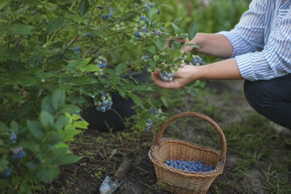Afin (Vaccinium corymbosum) – condiții de creștere, plantare și îngrijire