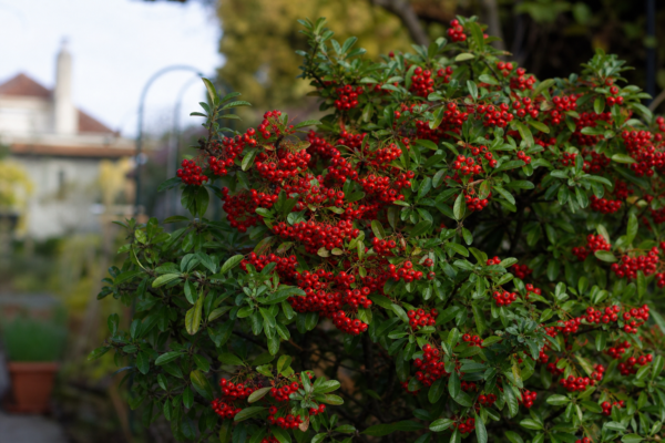 Pyracantha (Pyracantha coccinea) – ghid complet de cultivare și îngrijire