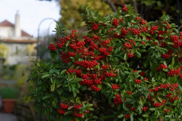 Pyracantha (Pyracantha coccinea) – ghid complet de cultivare și îngrijire