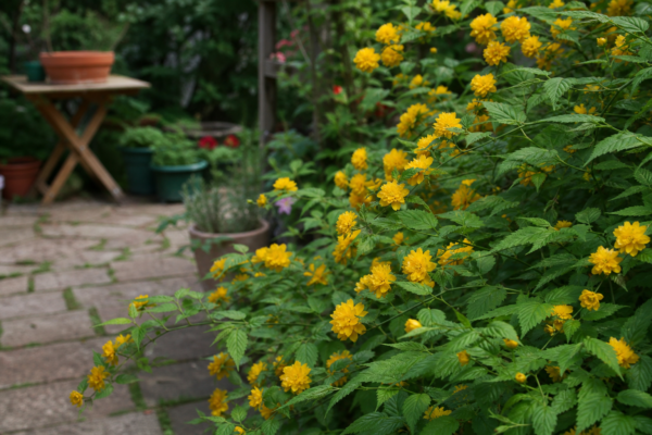 Kerria (Kerria japonica) – ghid practic de plantare și îngrijire