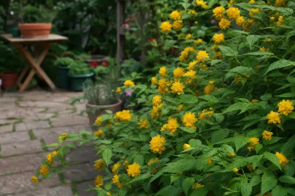 Kerria (Kerria japonica) – ghid practic de plantare și îngrijire
