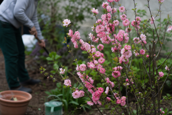 Gutui japonez (Chaenomeles japonica) – condiții de creștere, plantare și îngrijire