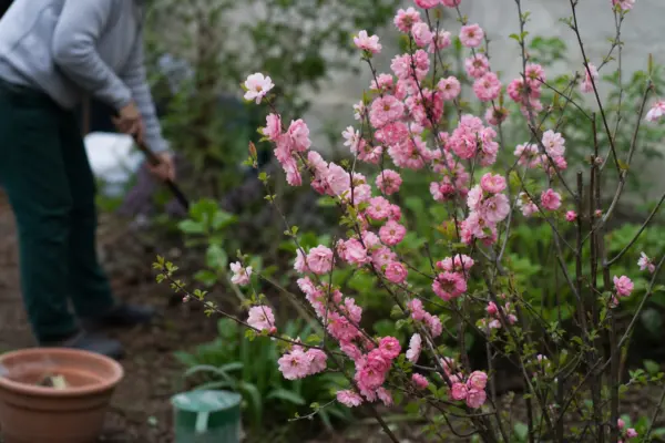 Gutui japonez (Chaenomeles japonica) – condiții de creștere, plantare și îngrijire