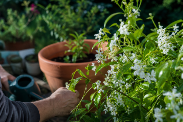 Iasomie (Jasminum officinale) – plantare și îngrijire pas cu pas