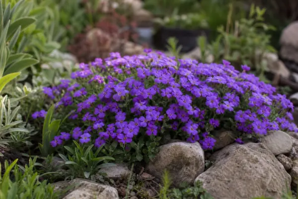 Aubrieta (Aubrieta deltoidea) – sfaturi pentru plantare, creștere și întreținere