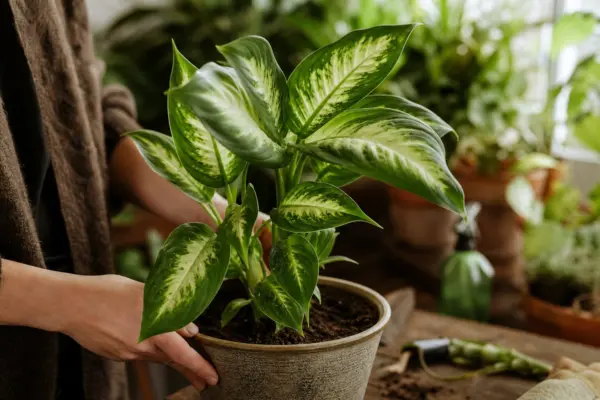 Dieffenbachia seguine – sfaturi de plantare și îngrijire