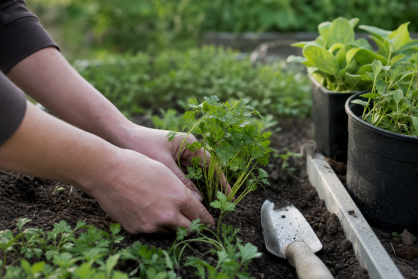 Pătrunjel (Petroselinum crispum) – ghid practic de plantare și îngrijire