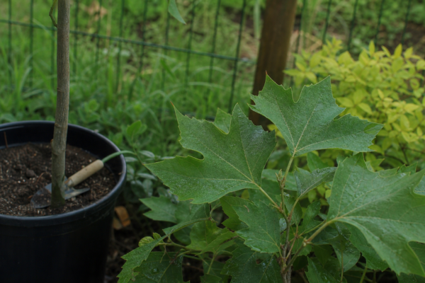 Platan (Platanus acerifolia) – condiții de creștere, plantare și îngrijire